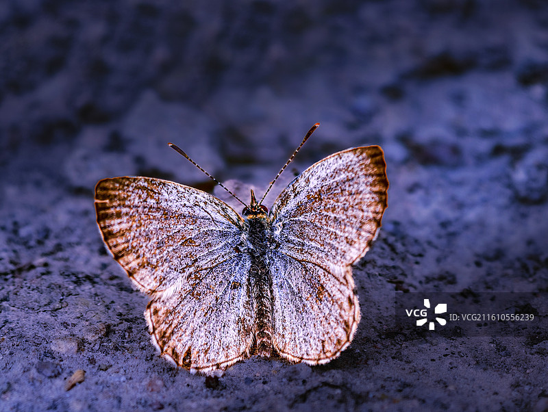 《蓝调蝶影》图片素材