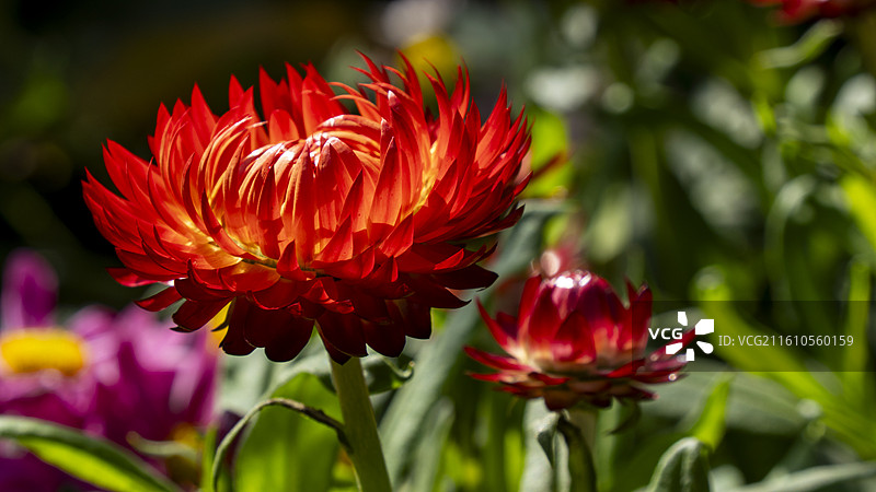 深圳东湖公园菊花展菊花丛特写图片素材
