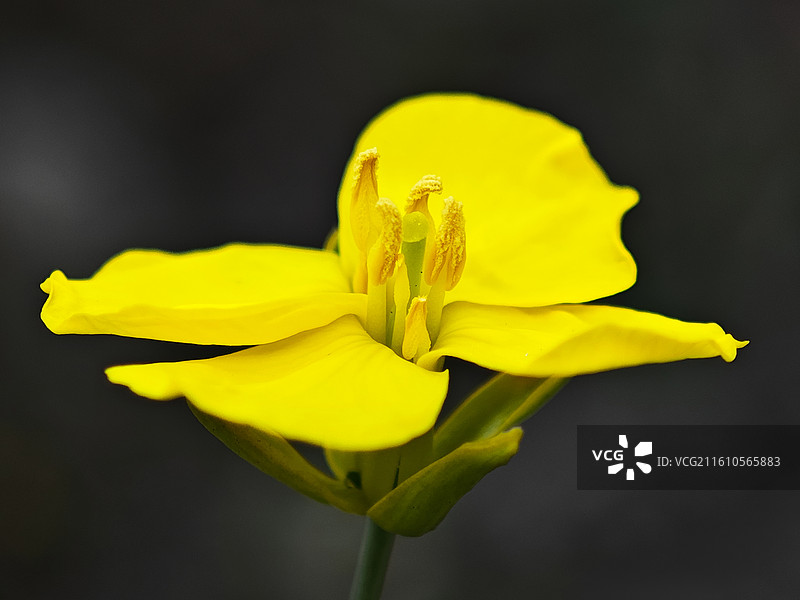 春天的油菜花微距特写图片素材