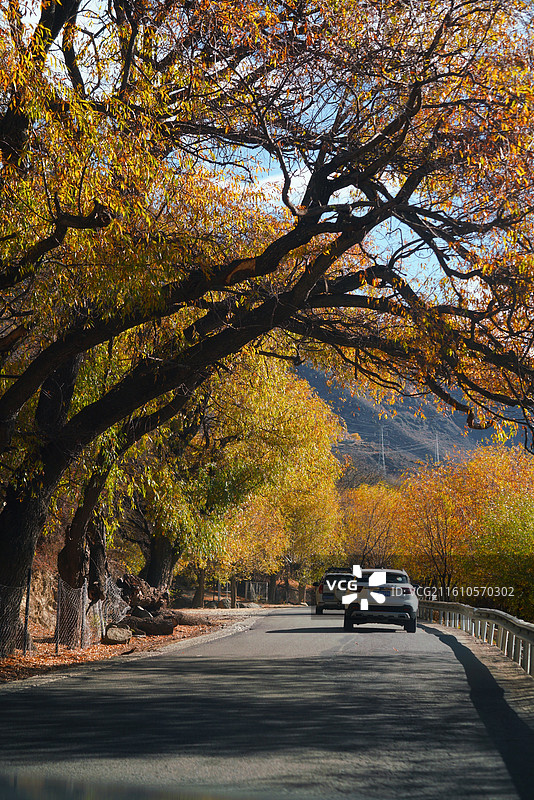 林芝秋天彩林图片素材