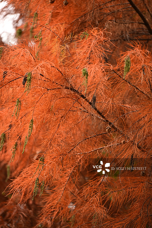 新都香城湿地生态公园，落羽杉图片素材