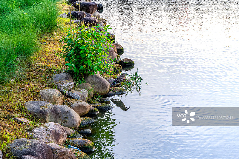 夜鹭幼鸟雏鸟 停留在岸边伺机捕鱼捕猎的夜师傅 上海临港滴水湖生态环境优美的宜居新城 临港新城图片素材
