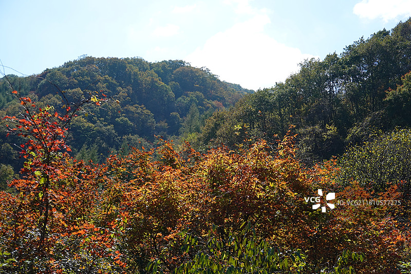 辽宁省本溪市本溪县草河掌镇苑家堡子村老平坨景区：红叶彩林枫叶红枫秋景图片素材