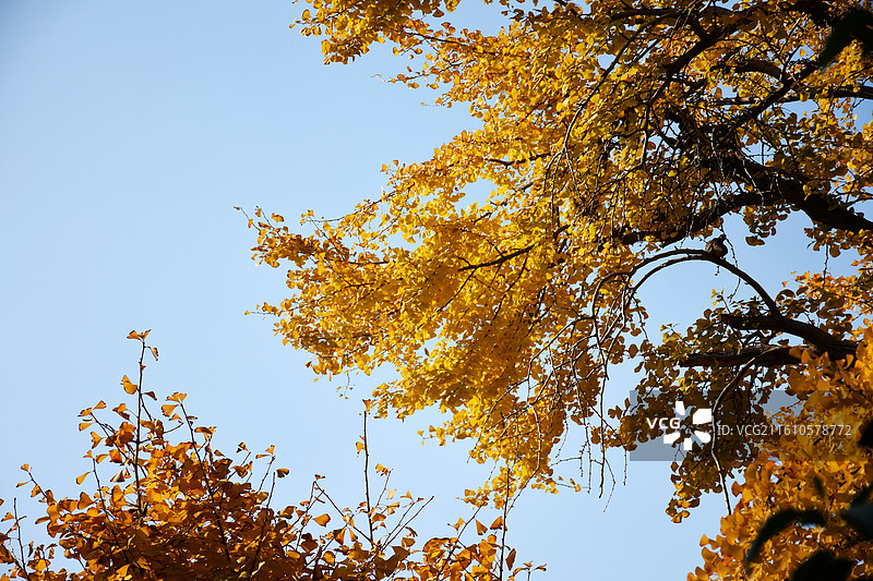 银杏，拍摄于上海市奉贤区南桥镇二严寺图片素材