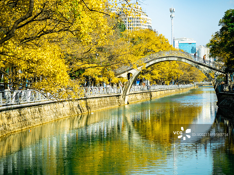 冬日的昆明大观河河畔金色的滇朴树和拱桥风景图片素材