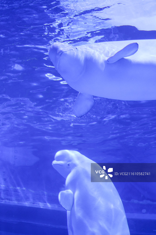 上海海昌海洋公园 白鲸图片素材
