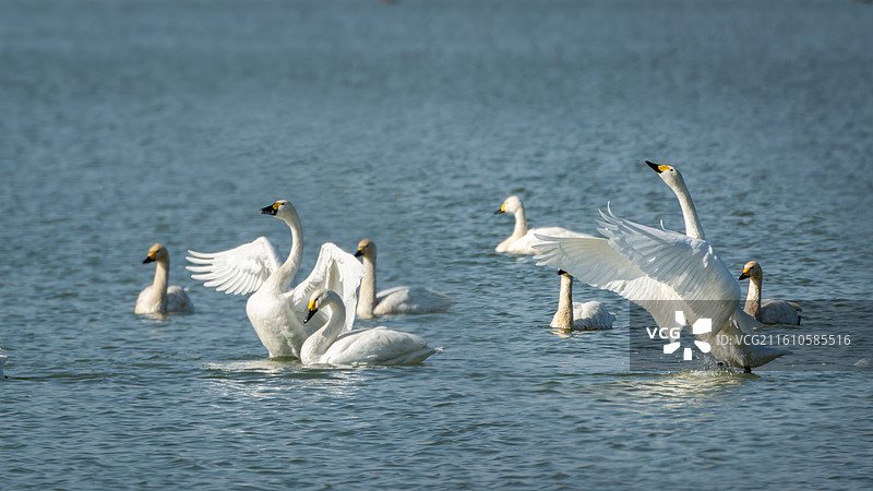 天鹅回来了图片素材