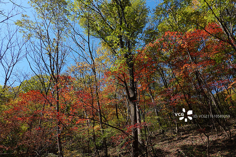 辽宁省本溪市本溪县草河掌镇苑家堡子村老平坨景区：红叶彩林枫叶红枫秋景图片素材