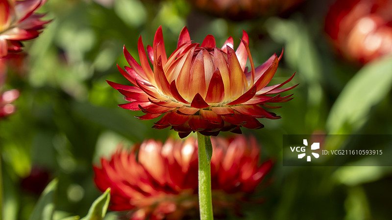 深圳东湖公园菊花展菊花丛特写图片素材