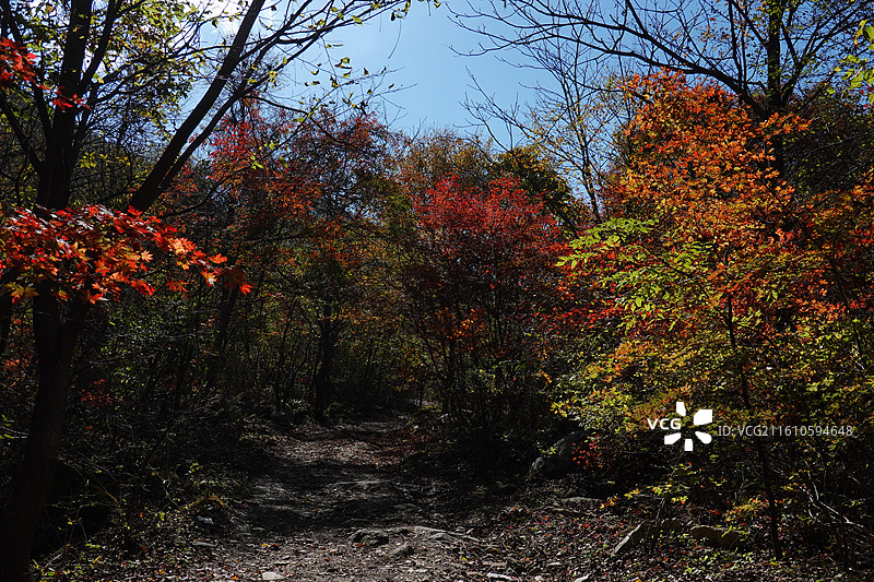 辽宁省本溪市本溪县草河掌镇苑家堡子村老平坨景区：红叶彩林枫叶红枫秋景图片素材