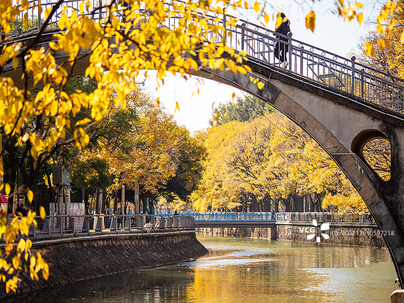 冬日的昆明大观河拱桥特写和河畔金色的滇朴树风光图片素材