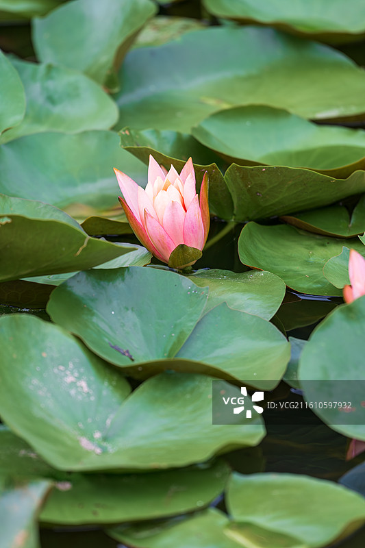池塘盛开的睡莲-华南植物园图片素材