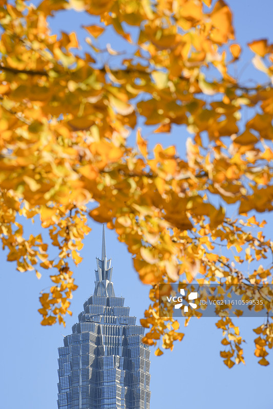 上海延安东路中山南一路外滩陆家嘴秋冬银杏地标建筑风景图片素材