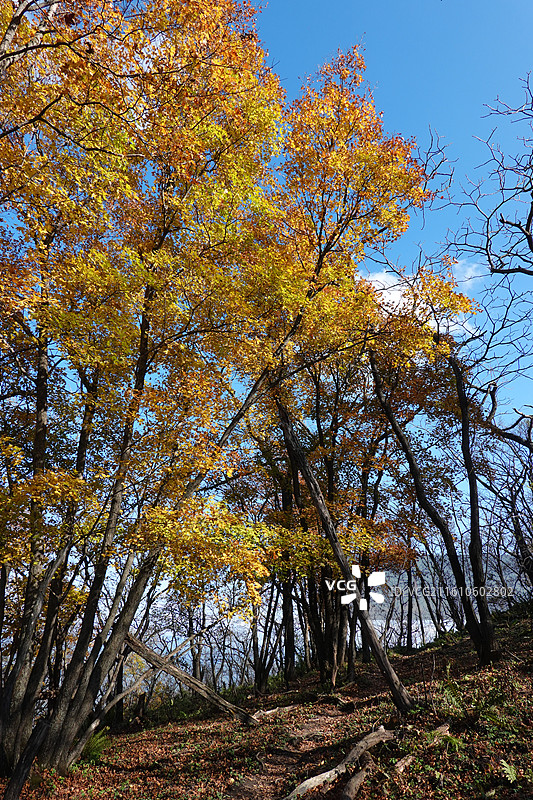 辽宁省本溪市本溪县草河掌镇苑家堡子村老平坨景区：红叶彩林枫叶红枫秋景图片素材