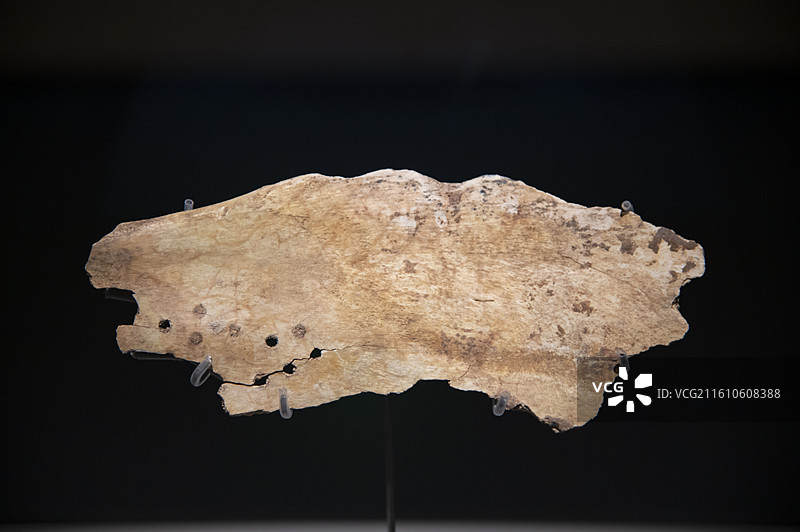 大辛庄遗址博物馆展览的商代卜骨图片素材