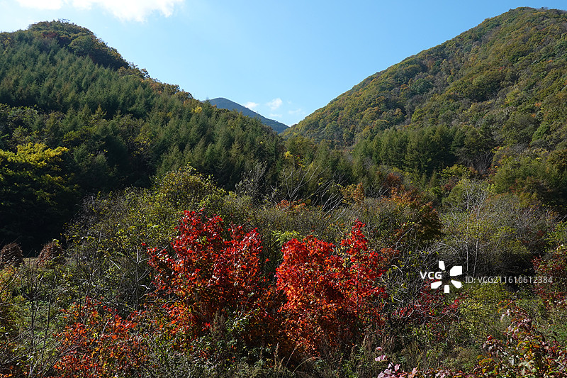 辽宁省本溪市本溪县草河掌镇苑家堡子村老平坨景区：红叶彩林枫叶红枫秋景图片素材