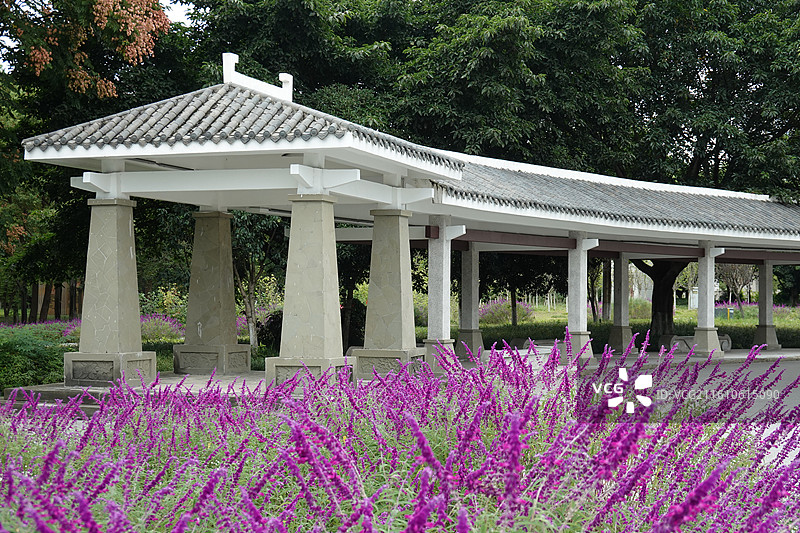 四川省德阳市绵远河黄河路大桥向北：市北公园鼠尾草盛开图片素材