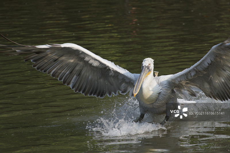 鹈鹕降落现场图片素材