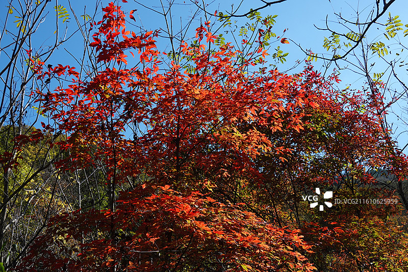 辽宁省本溪市本溪县草河掌镇苑家堡子村老平坨景区：红叶彩林枫叶红枫秋景图片素材