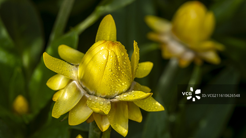 深圳东湖公园菊花展菊花丛特写图片素材