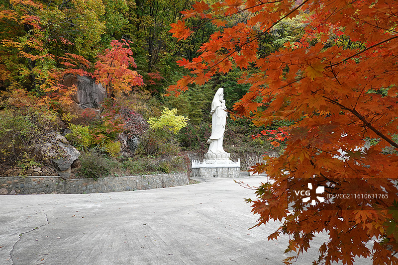 辽宁省丹东市宽甸县天桥沟景区：天桥观音红叶彩林红枫枫叶五花山秋景图片素材