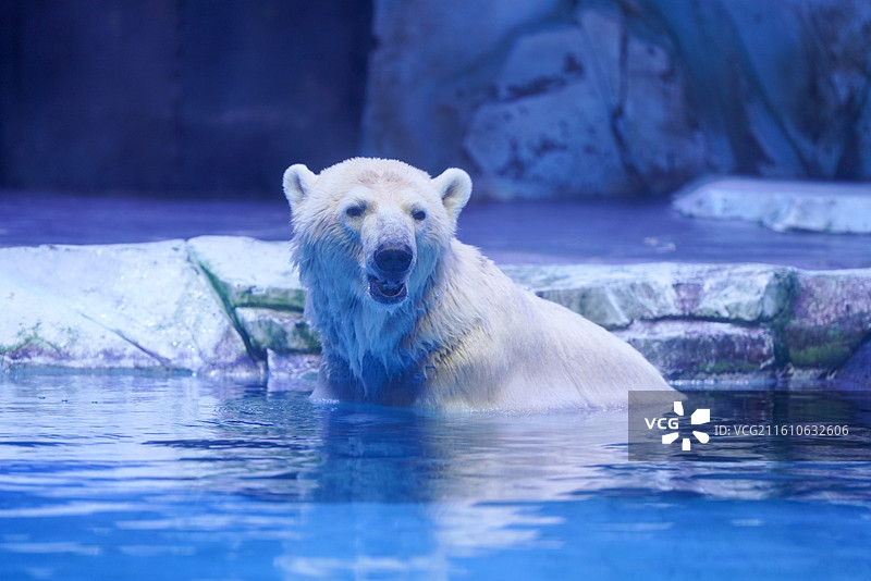 上海海昌海洋公园 北极熊图片素材