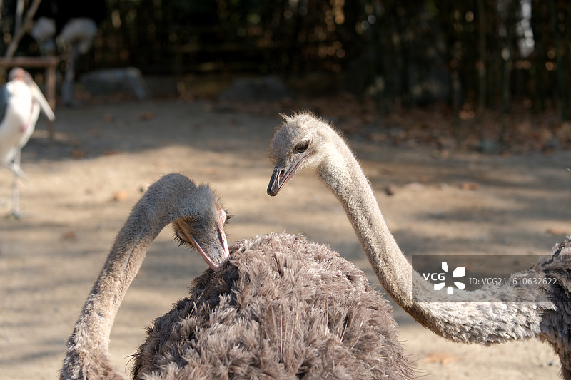 正在梳理羽毛的鸵鸟，上海动物园图片素材