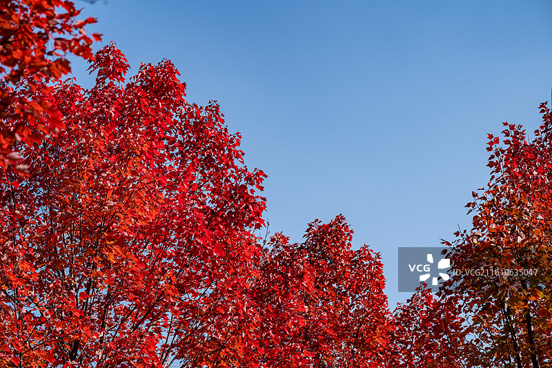 文华学院红枫大道秋日美景 红橙枫叶图片素材