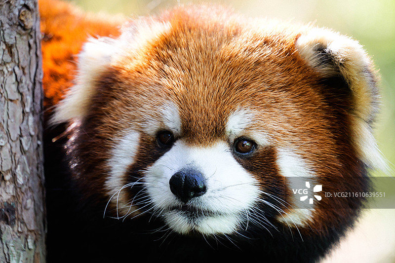 从树干后面冒头的小熊猫脸部清晰特写图片素材
