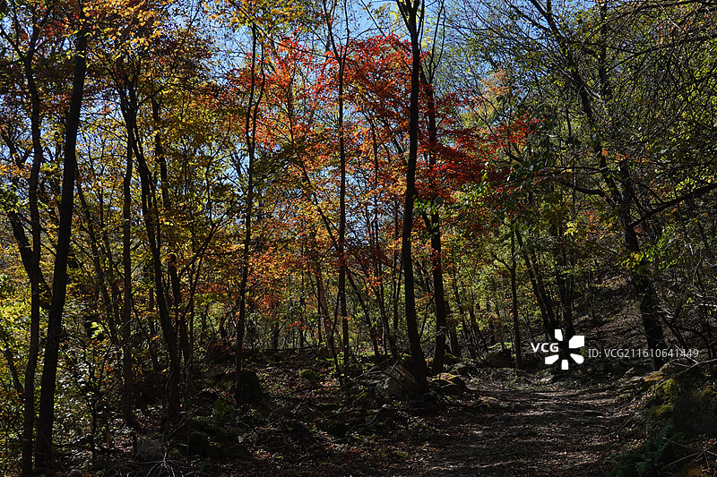 辽宁省本溪市本溪县草河掌镇苑家堡子村老平坨景区：红叶彩林枫叶红枫秋景图片素材