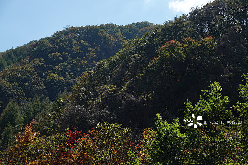 辽宁省本溪市本溪县草河掌镇苑家堡子村老平坨景区：红叶彩林枫叶红枫秋景图片素材