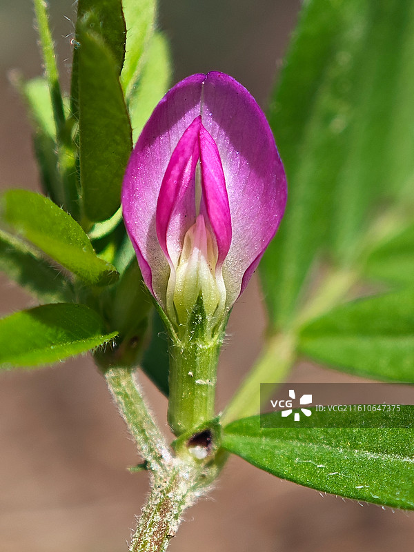 一株野豌豆微距特写图片素材