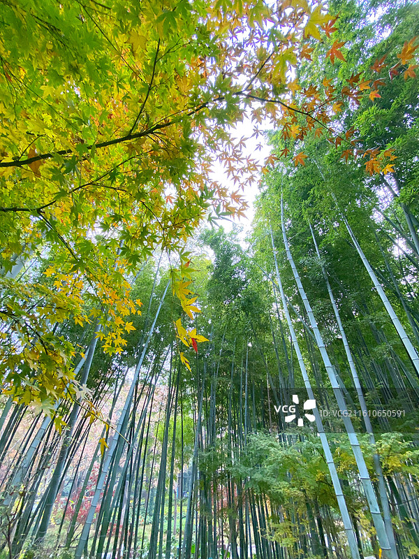 初冬的上海市内辅德里公园景色古典园林美图片素材