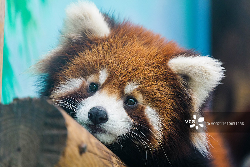 小熊猫宝宝忧郁明亮的眼神抓拍图片素材