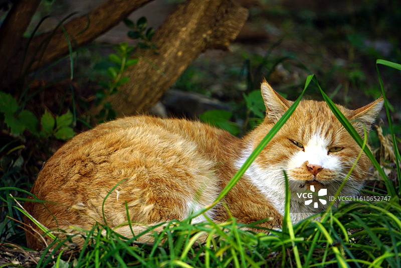 北海公园的橘猫图片素材