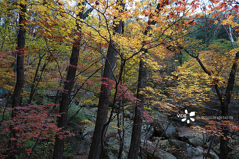 辽宁省丹东市宽甸县天桥沟景区：百潭谷红叶彩林红枫枫叶五花山秋景图片素材