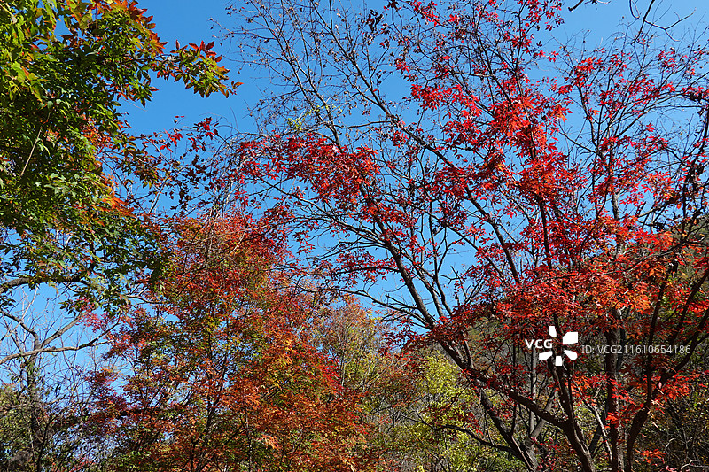 辽宁省本溪市本溪县草河掌镇苑家堡子村老平坨景区：红叶彩林枫叶红枫秋景图片素材