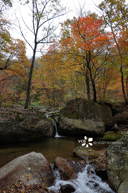 辽宁省丹东市宽甸县天桥沟景区：百潭谷红叶彩林红枫枫叶五花山秋景图片素材