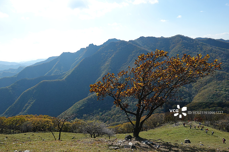 辽宁省本溪市本溪县草河掌镇苑家堡子村老平坨景区：高山草甸苔原地貌图片素材