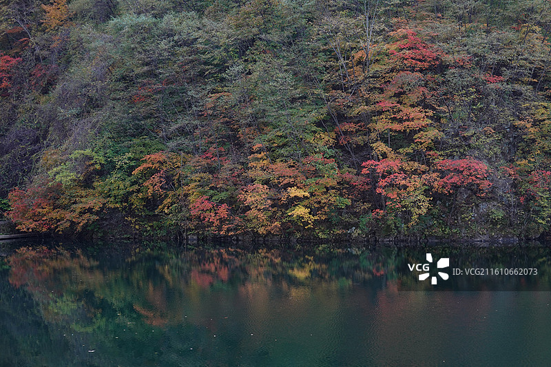 辽宁省丹东市宽甸县天桥沟景区：碧水潭红叶红枫叶彩林五花山秋景倒影图片素材