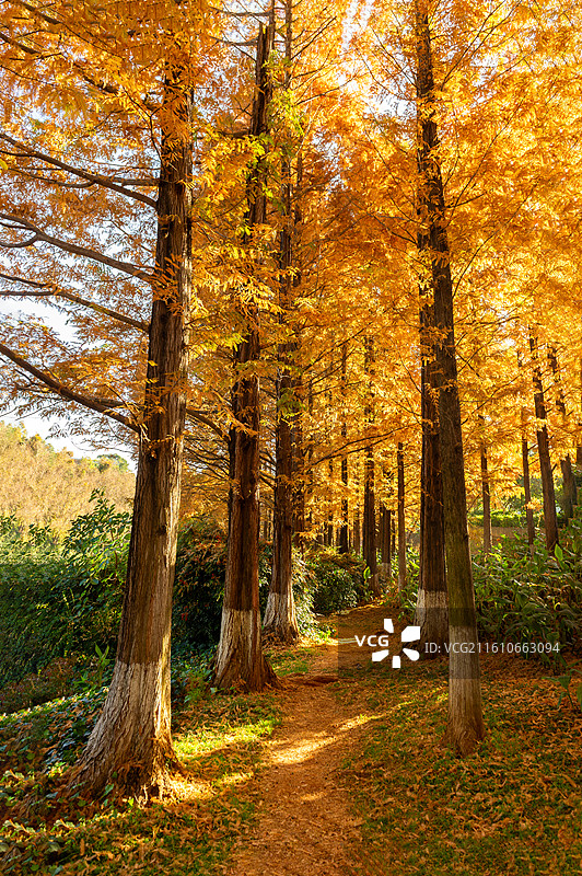 云南玉溪红塔山森林公园图片素材