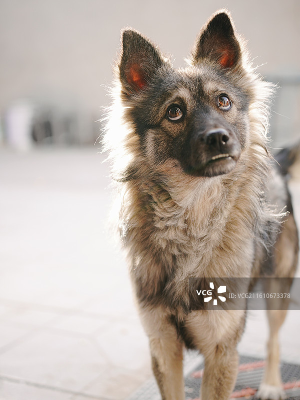 狗 宠物 动物 可爱图片素材