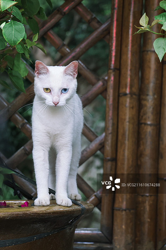 白色猫咪图片素材