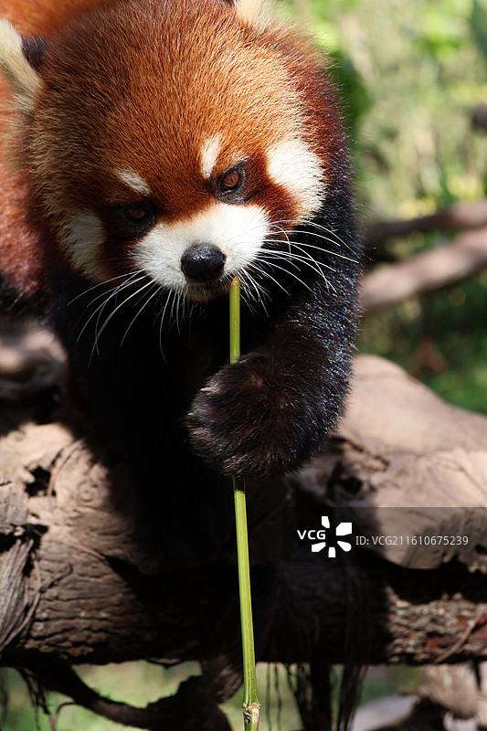 小熊猫特写图片素材