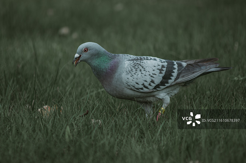 草地上的鸽子特写镜头图片素材