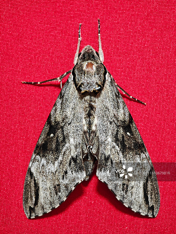 一只灰天蛾微距特写图片素材