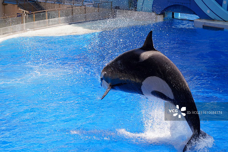 上海海昌海洋公园 虎鲸图片素材