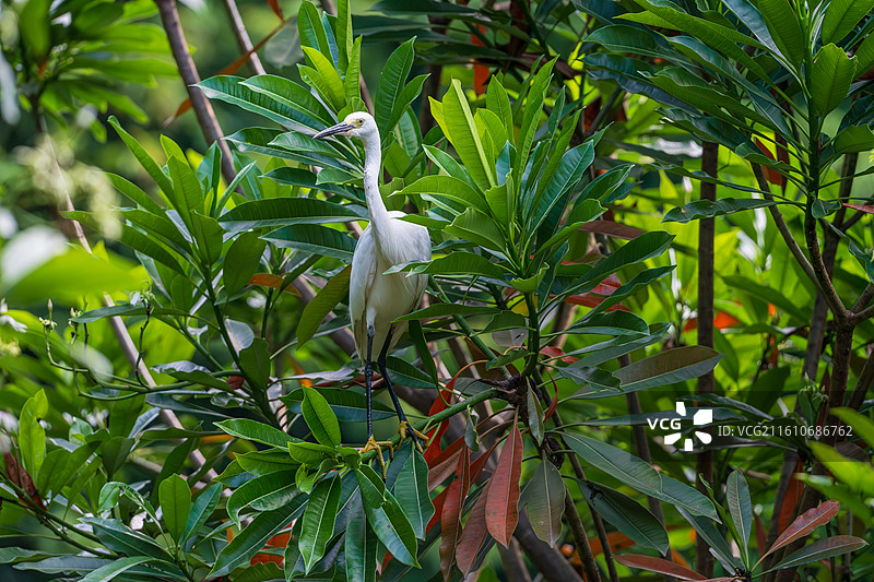 站在树枝上栖息的白鹭图片素材