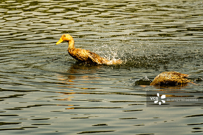 散养在河流里游泳觅食的家鸭麻鸭子图片素材