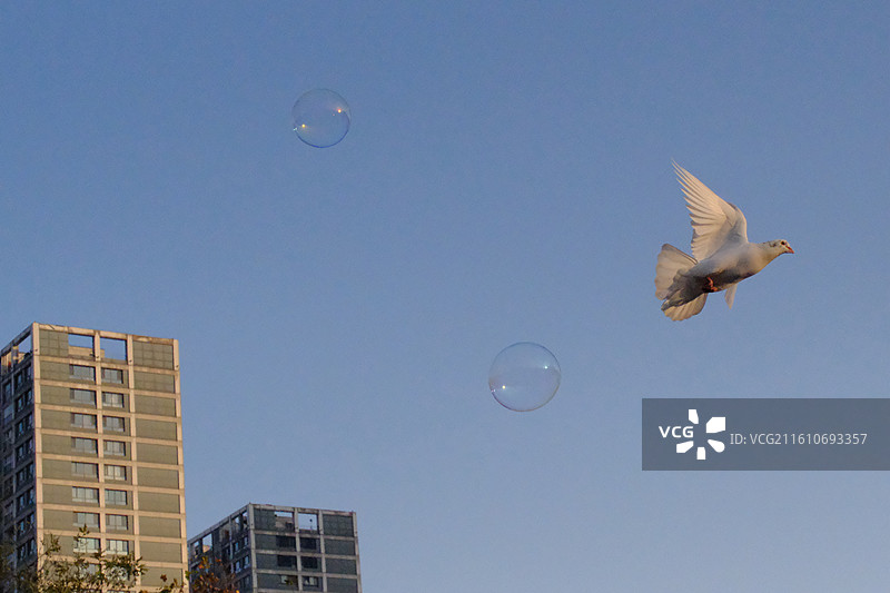 蓝色天空中飘扬的七彩肥皂泡泡。高楼建筑白鸽背景图壁纸图片素材